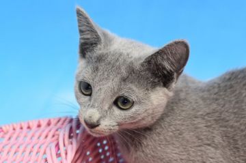 ロシアンブルー【茨城県・女の子・2020年1月16日・ブルー♪（ダブルコート。）】の写真「父ダブルチャンピオン♪」