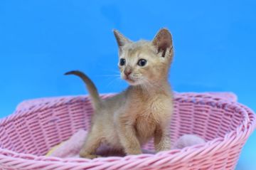 アビシニアン【茨城県・男の子・2020年5月1日・フォーン♪（ショート）】の写真「父トリプルチャンピオン♪」