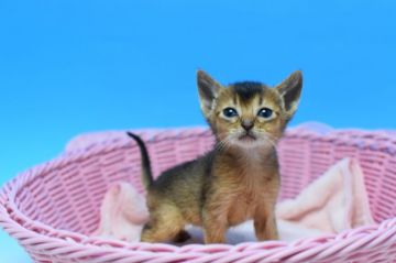 アビシニアン【茨城県・女の子・2020年5月1日・ルディ♪（ショート）】の写真「♂♀全色そろっています！！」