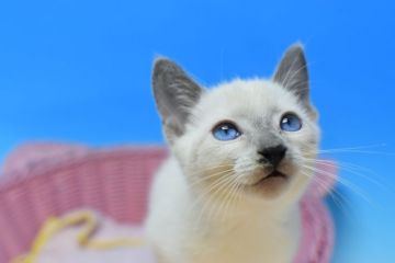 ロシアンブルー【茨城県・女の子・2021年8月14日・ブルーポイント♪（ショート♪）】の写真「父ダブルチャンピオン♪」