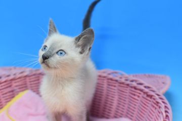 ロシアンブルー【茨城県・男の子・2021年10月5日・ブルーポイント♪（ショート♪）】の写真「父ダブルチャンピオン♪」