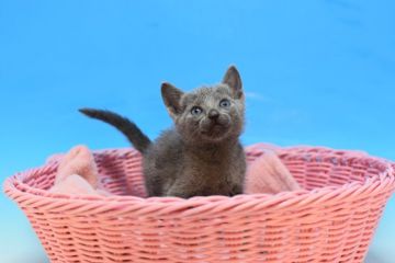 ロシアンブルー【茨城県・男の子・2020年8月8日・ブルー♪】の写真「父ダブルチャンピオン♪」