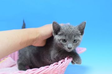 ロシアンブルー【茨城県・男の子・2020年3月29日・ブルー♪（ショート。）】の写真「父ダブルチャンピオン♪」