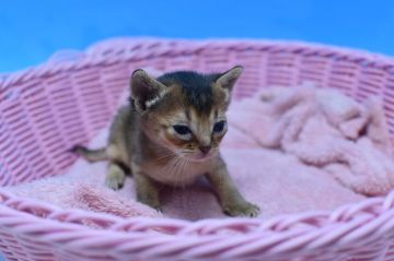 アビシニアン【茨城県・女の子・2020年5月1日・ルディ♪（ショート）】の写真「♂♀全色そろっています！！」