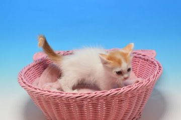 マンチカン(短足)【茨城県・女の子・2020年8月15日・レッド&ホワイトバン♪（セミロング♪）】の写真「白系の短足ちゃん♪」