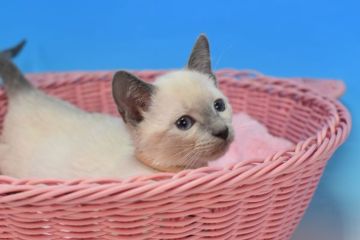 ロシアンブルー【茨城県・男の子・2022年2月14日・ブルーポイント♪（ショート。）】の写真「ブルーポイント♪」