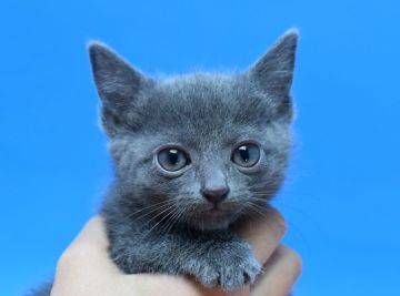 ロシアンブルー【茨城県・女の子・2020年12月1日・ブルー♪（ショート♪）】の写真「父ダブルチャンピオン♪」
