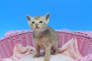 アビシニアン【茨城県・女の子・2020年5月1日・フォーン♪（ショート）】の写真「♂♀全色そろっています！！」