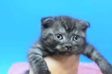 マンチカンxスコテッシュホールドmix【茨城県・女の子・2020年10月5日・ブラックスモーク♪（ショート♪）】の写真「ホワイトが多めの子♪」