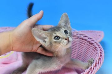 アビシニアン【茨城県・男の子・2021年9月3日・ブルー♪（ショート♪）】の写真「父トリプルチャンピオン♪」