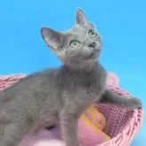 ロシアンブルー【茨城県・男の子・2022年4月4日・ブルー♪】の写真1