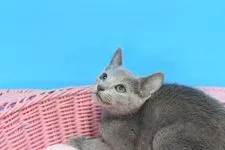 ロシアンブルー【茨城県・男の子・2021年8月8日・ブルー♪】の写真1