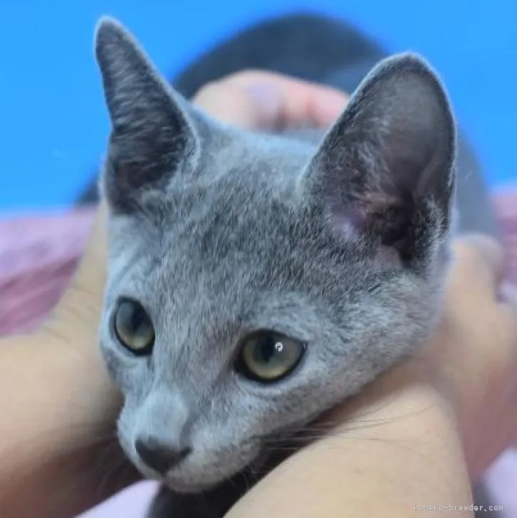 ID：2210-00574の子猫