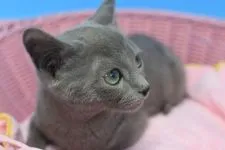 ロシアンブルー【茨城県・男の子・2021年11月1日・ブルー♪】の写真3「1/26撮影」