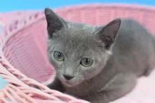 ロシアンブルー【茨城県・男の子・2021年11月1日・ブルー♪】の写真4「1/26撮影」