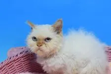 セルカークレックス【茨城県・男の子・2021年7月25日・レッドポイント♪】の写真4「11/4撮影」