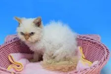 セルカークレックス【茨城県・男の子・2021年7月25日・レッドポイント♪】の写真5「11/4撮影」