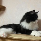 メインクーン【・女の子・2020年9月8日・ブラックアンドホワイト】