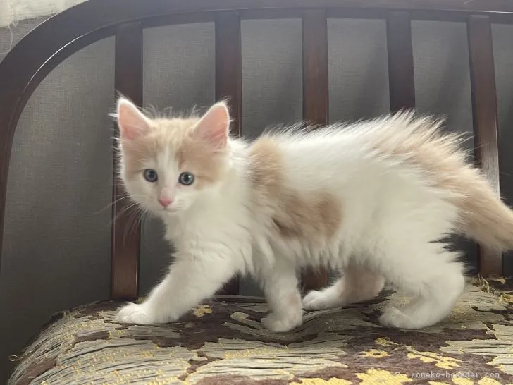 ID:2204-02119の子猫