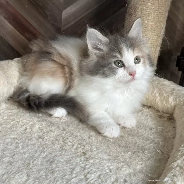 ID：2312-02858の子猫