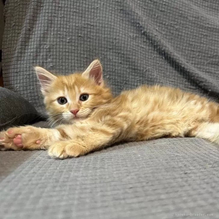 ID:2405-01543の子猫