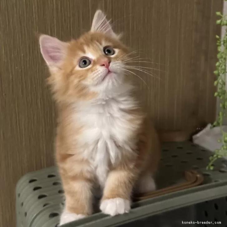 ID:2401-02165の子猫