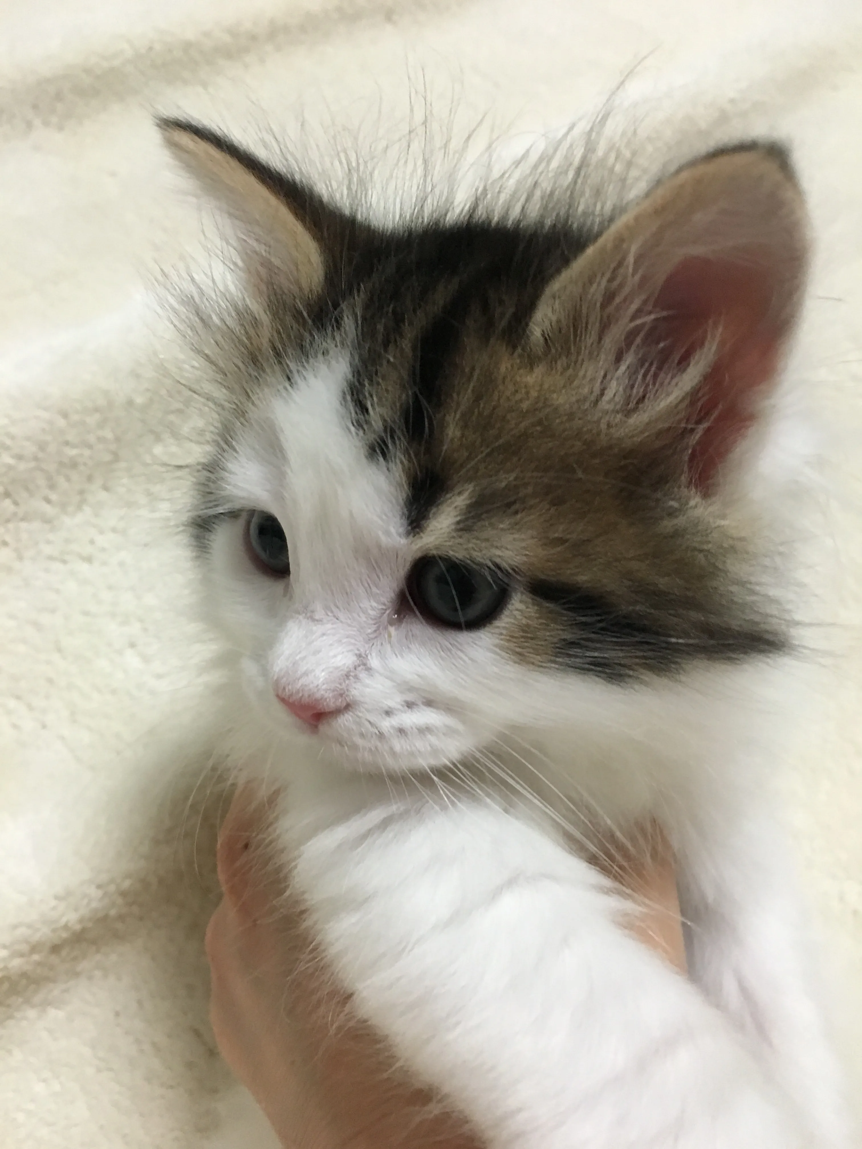 ID：1604-00381の子猫