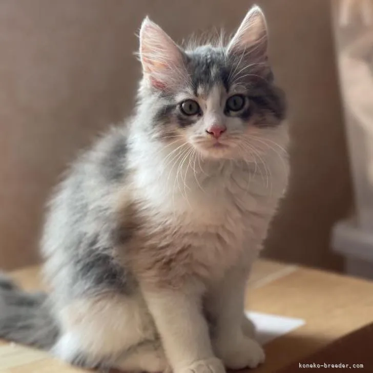 ID：2207-03295の子猫
