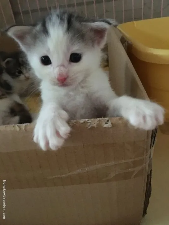 ID：1608-00125の子猫