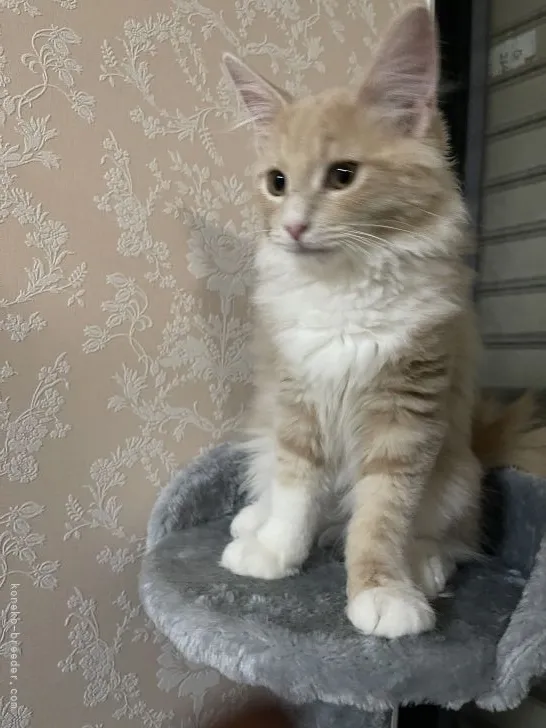 M.H 様のお迎えした子猫