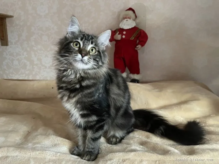 ID：2109-02583の子猫