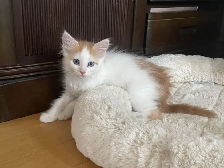 ID：2205-02980の子猫