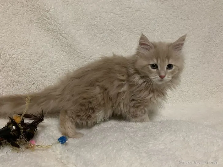 ID：1902-01369の子猫