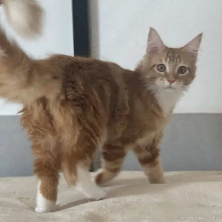 ID:2212-02192の子猫