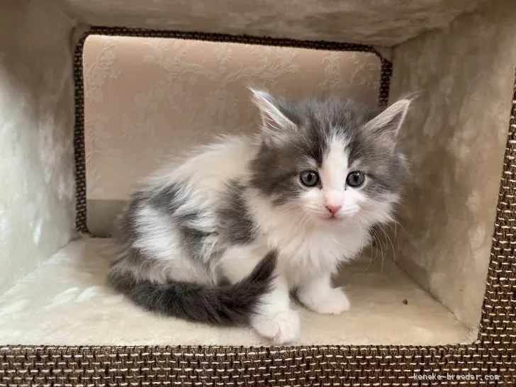 ID：2003-00544の子猫