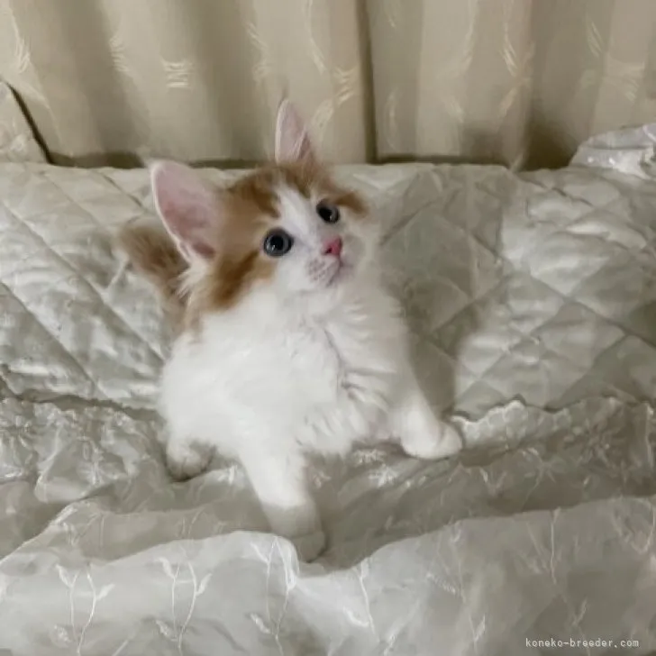 ID:2304-03596の子猫