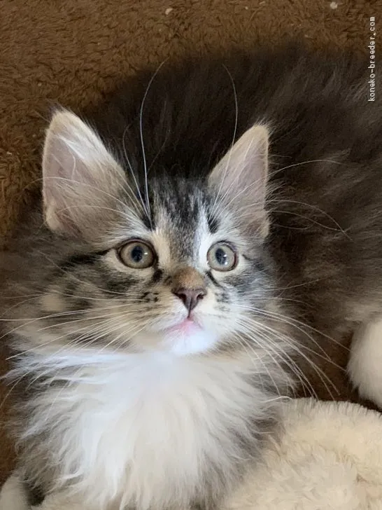 ID：1904-00684の子猫