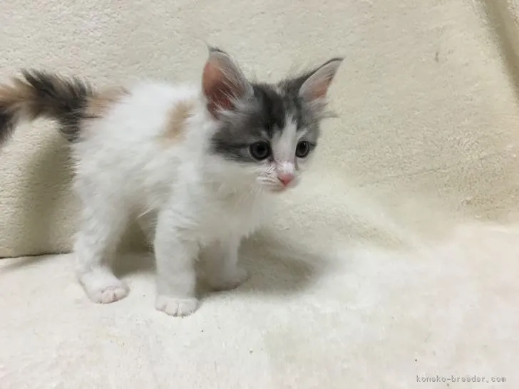 ID：1706-00301の子猫