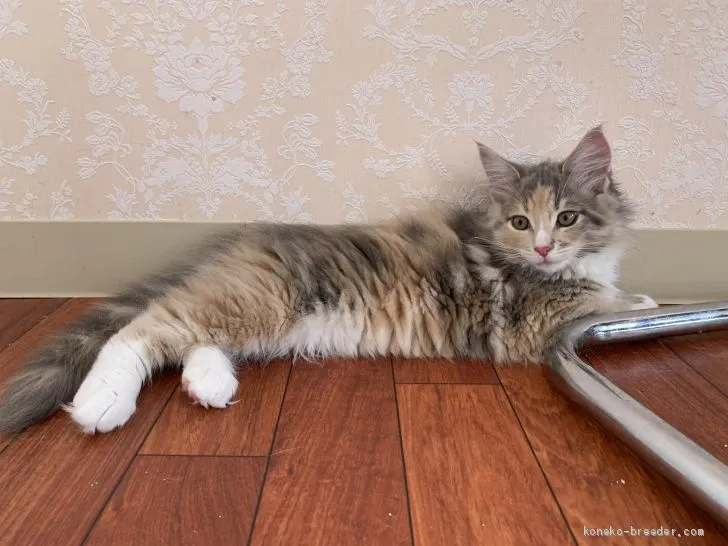 ID：2003-00516の子猫