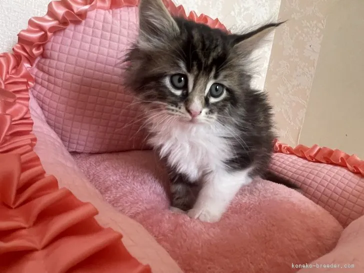 レオ 様のお迎えした子猫