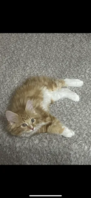 ID：2204-02117の子猫
