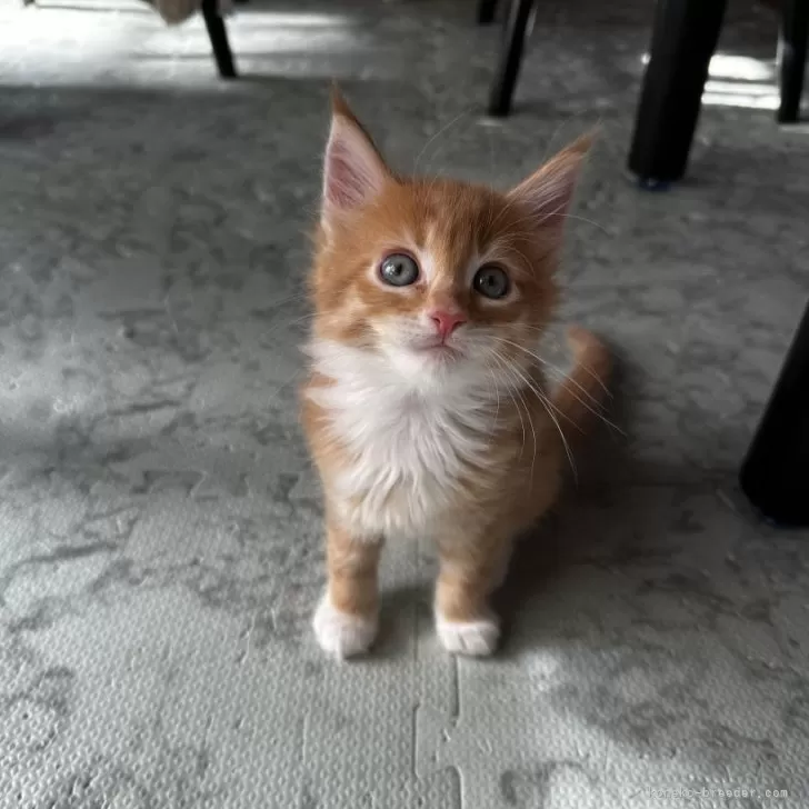 ID：2401-02163の子猫