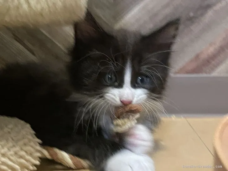 ID：2109-01799の子猫