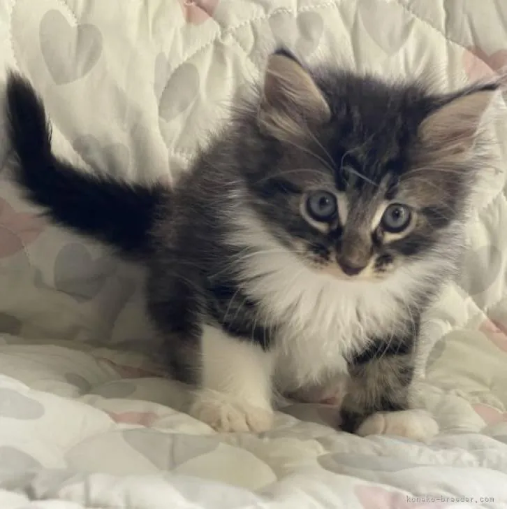 ID：2209-01253の子猫