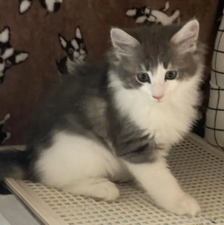 ID：2209-01254の子猫