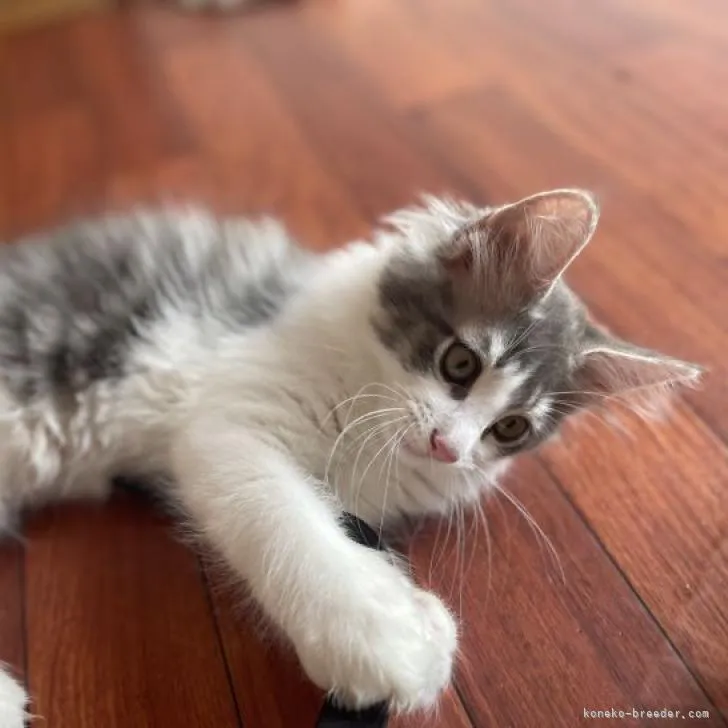 ID：2208-00056の子猫