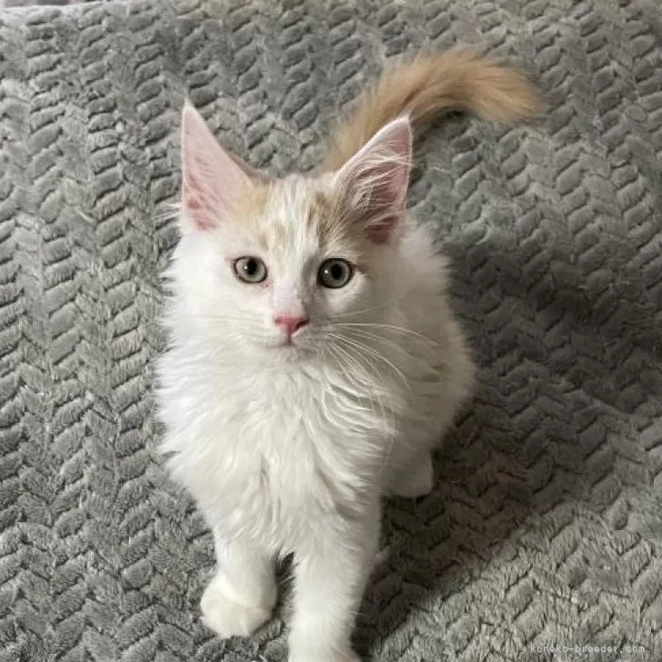 なお 様のお迎えした子猫