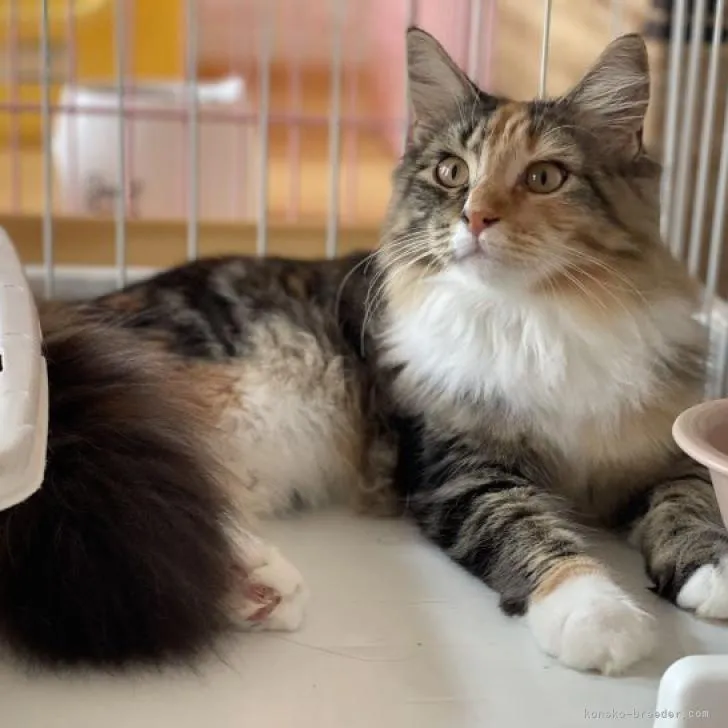 A.O 様のお迎えした子猫