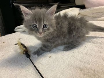 メインクーン【愛知県・男の子・2020年9月8日・ブルータビー&ホワイト】の写真「大きく元気に成長中😼✨」