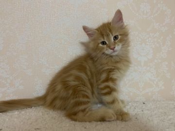 メインクーン【愛知県・男の子・2020年9月8日・レッドタビー&ホワイト】の写真「綺麗なレッドタビー」